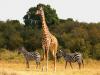 Africa Nature Animals (48)